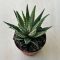 Haworthia fasciata 'Big Band' 