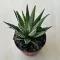 Haworthia fasciata 'Big Band' 