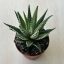 Haworthia fasciata 'Big Band' 