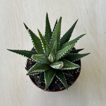 Haworthia fasciata 'Big Band' 