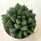 Haworthia cooperi