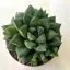 Haworthia cooperi