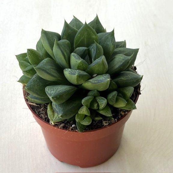 Haworthia cooperi
