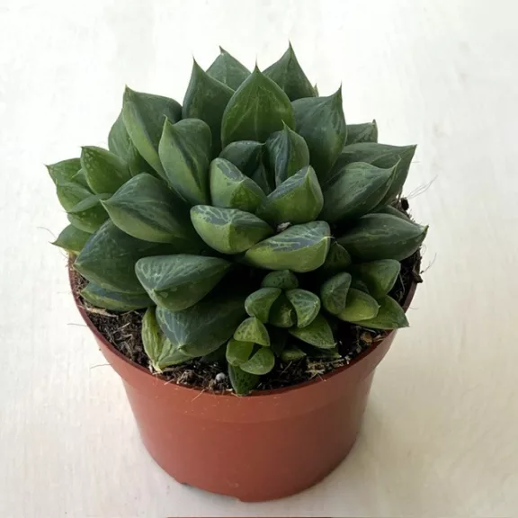 Haworthia cooperi Haworthia cooperi