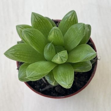Haworthia cooperi