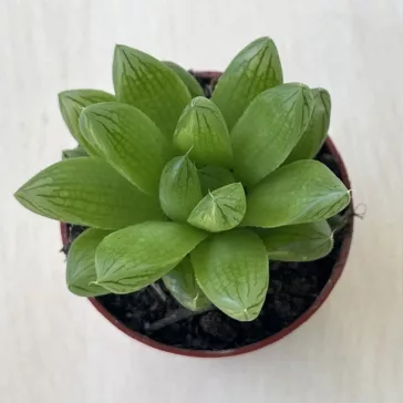 Haworthia cooperi