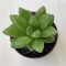 Haworthia cooperi