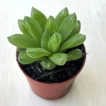 Haworthia cooperi