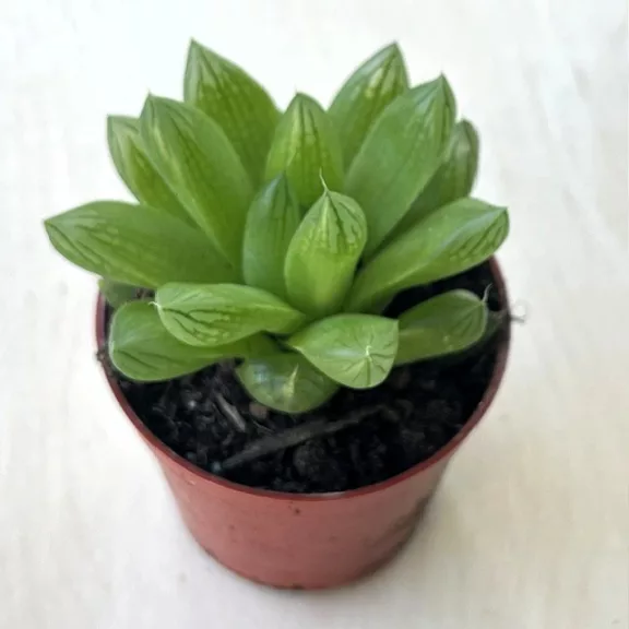 Haworthia cooperi
