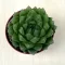 Haworthia cooperi