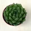 Haworthia cooperi