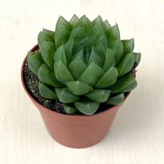 Haworthia cooperi