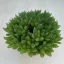 Haworthia cooperi