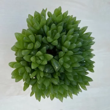 Haworthia cooperi