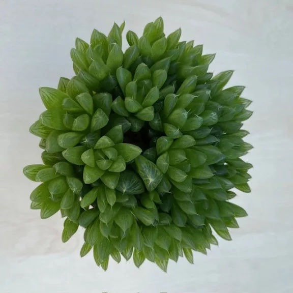 Haworthia cooperi