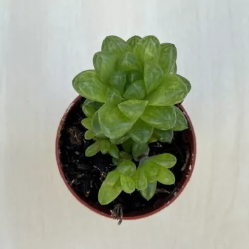Haworthia cooperi var. truncata