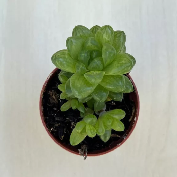 Haworthia cooperi var. truncata Haworthia cooperi var. truncata