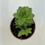Haworthia cooperi var. truncata