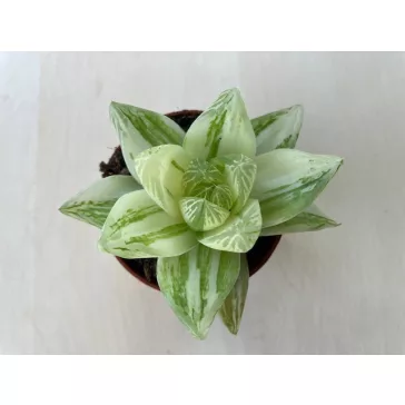 Haworthia cymbiformis 'Variegata'