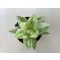 Haworthia cymbiformis 'Variegata'