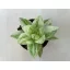 Haworthia cymbiformis 'Variegata'