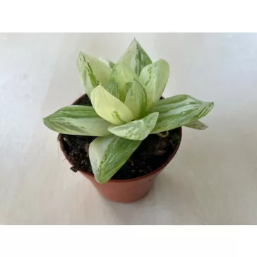 Haworthia cymbiformis 'Variegata'