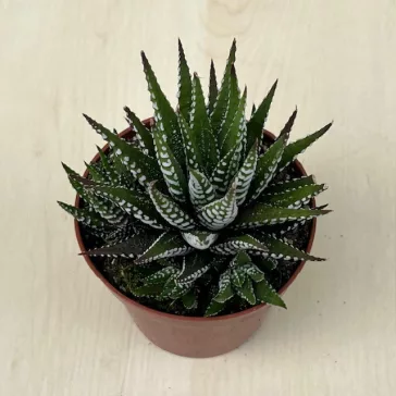 Haworthia fasciata