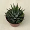 Haworthia fasciata