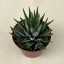 Haworthia fasciata