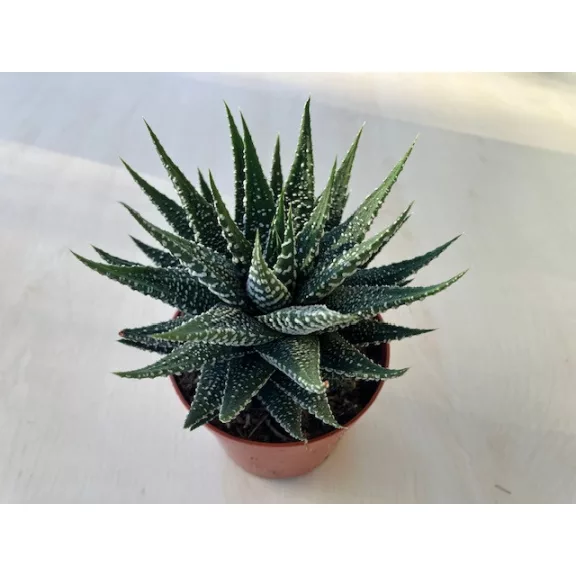 Haworthia fasciata