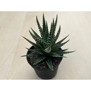 Haworthia fasciata
