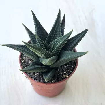 Haworthia limifolia