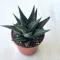 Haworthia limifolia