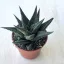 Haworthia limifolia