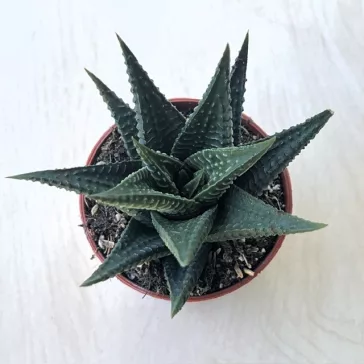 Haworthia limifolia