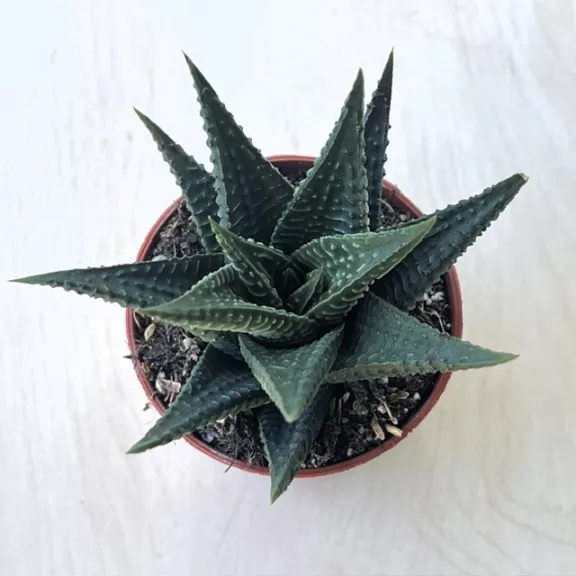 Haworthia limifolia