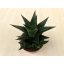Haworthia limifolia - Fairy Washboard