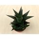 Haworthia limifolia - Fairy Washboard