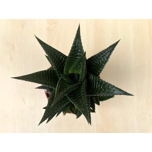 Haworthia limifolia - Fairy Washboard