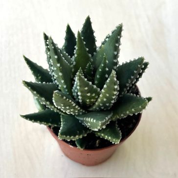 Haworthia pumila