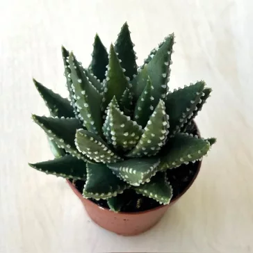 Haworthia pumila