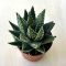 Haworthia pumila