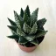 Haworthia pumila