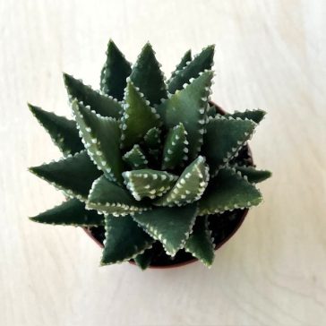 Haworthia pumila