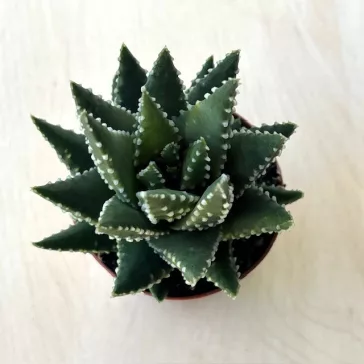 Haworthia pumila