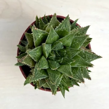 Haworthia reticulata