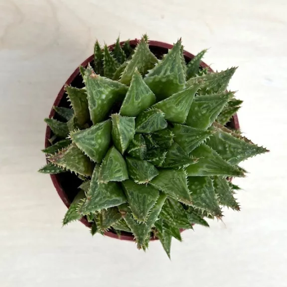 Haworthia reticulata Haworthia reticulata