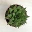 Haworthia reticulata