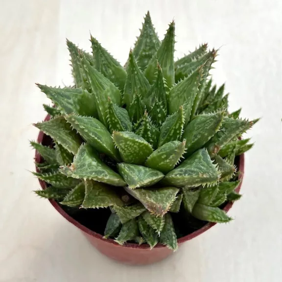 Haworthia reticulata Haworthia reticulata