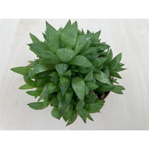 Haworthia retusa